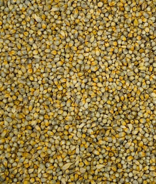 Premium Wheat