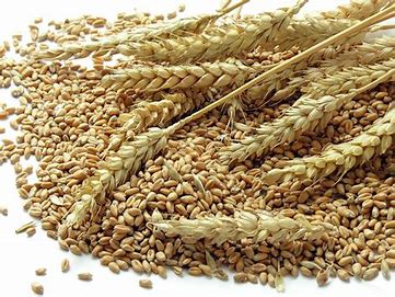 Premium Wheat
